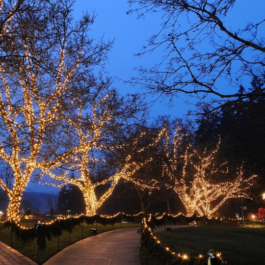 Julebelysning utendørs LED 40 meter med 800 varmhvite lamper - Elkjøp